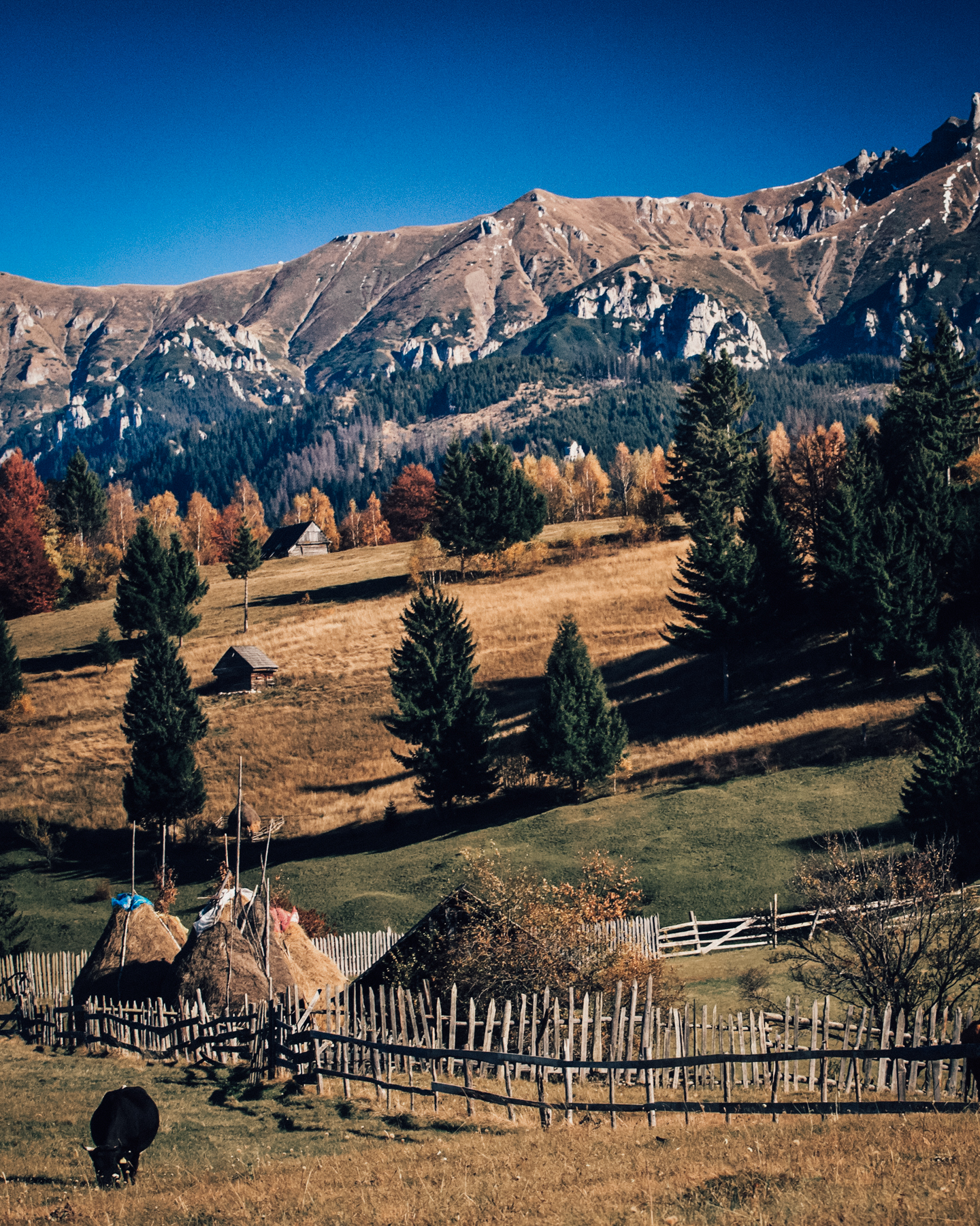 Romania Recap: nature (Unsplash)