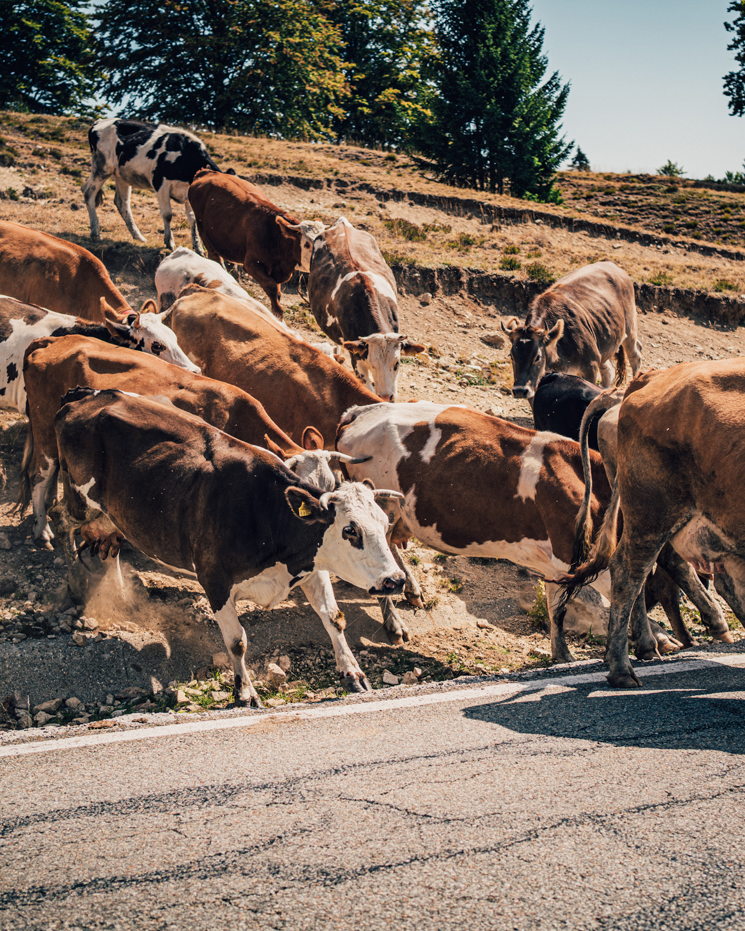 Romania Recap: Cows